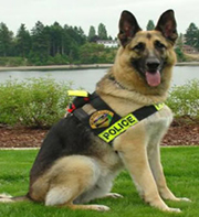 image of a police dog