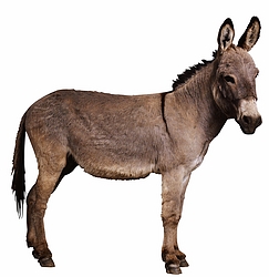 Donkey - thumbnail