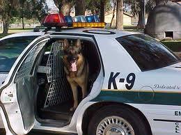 Image of police dog, k9 unit